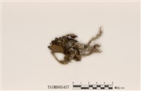 藏品(分枝石蕊)的圖片